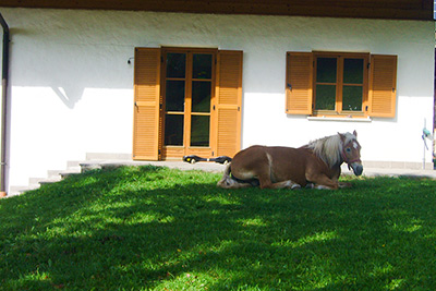 Fotoalbum vom Gastreinhof