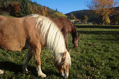 Autunno al Maso Gastrein