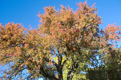 Autumn on the Tschöggelberg