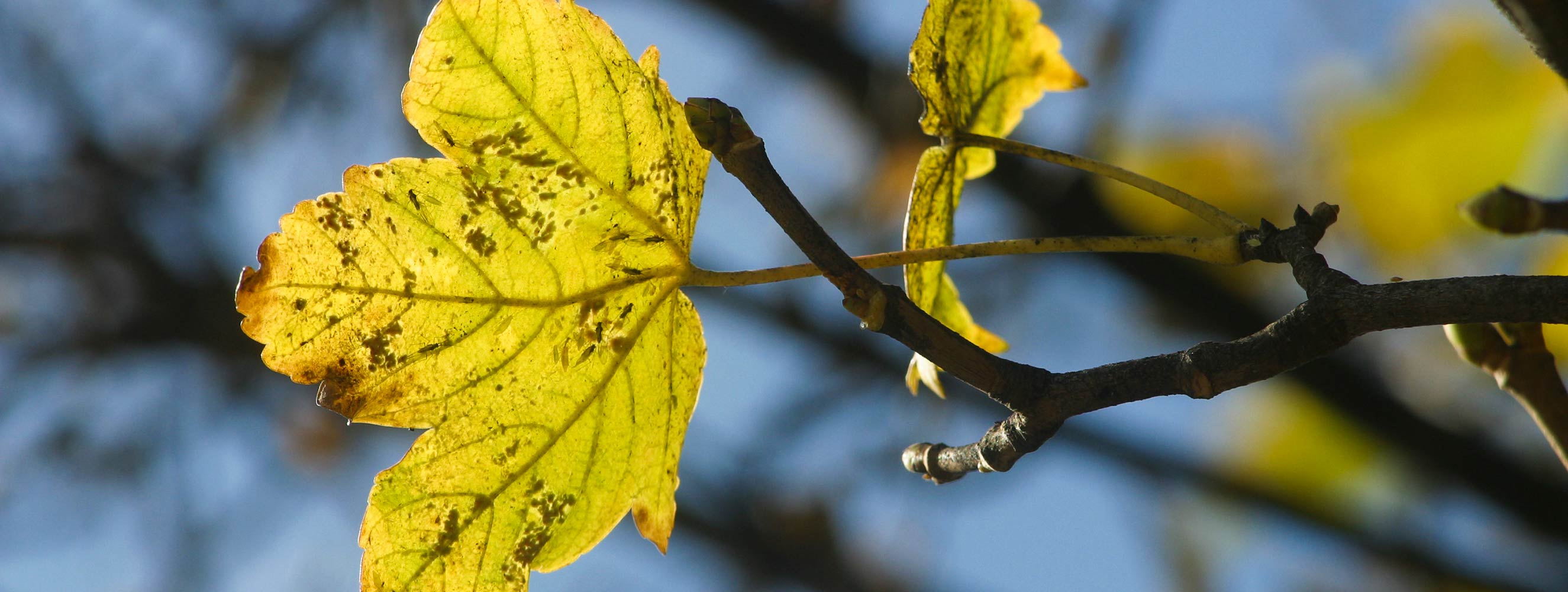 Autumn on the Tschöggelberg