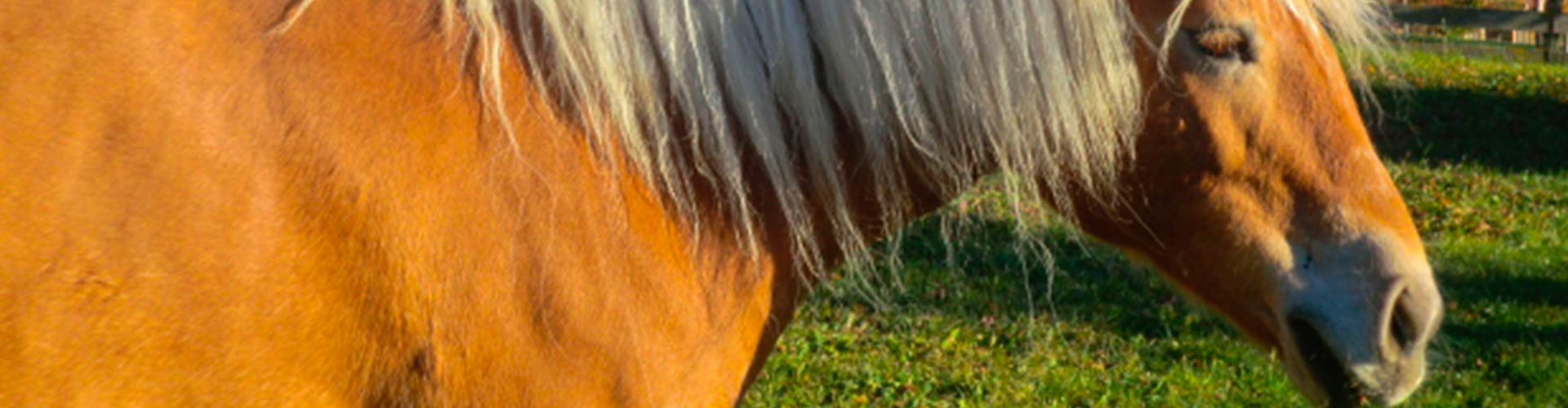 The happiness on earth is on the backs of horses