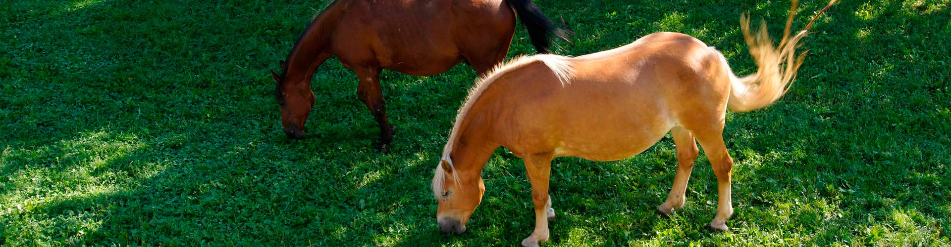 The happiness on earth is on the backs of horses